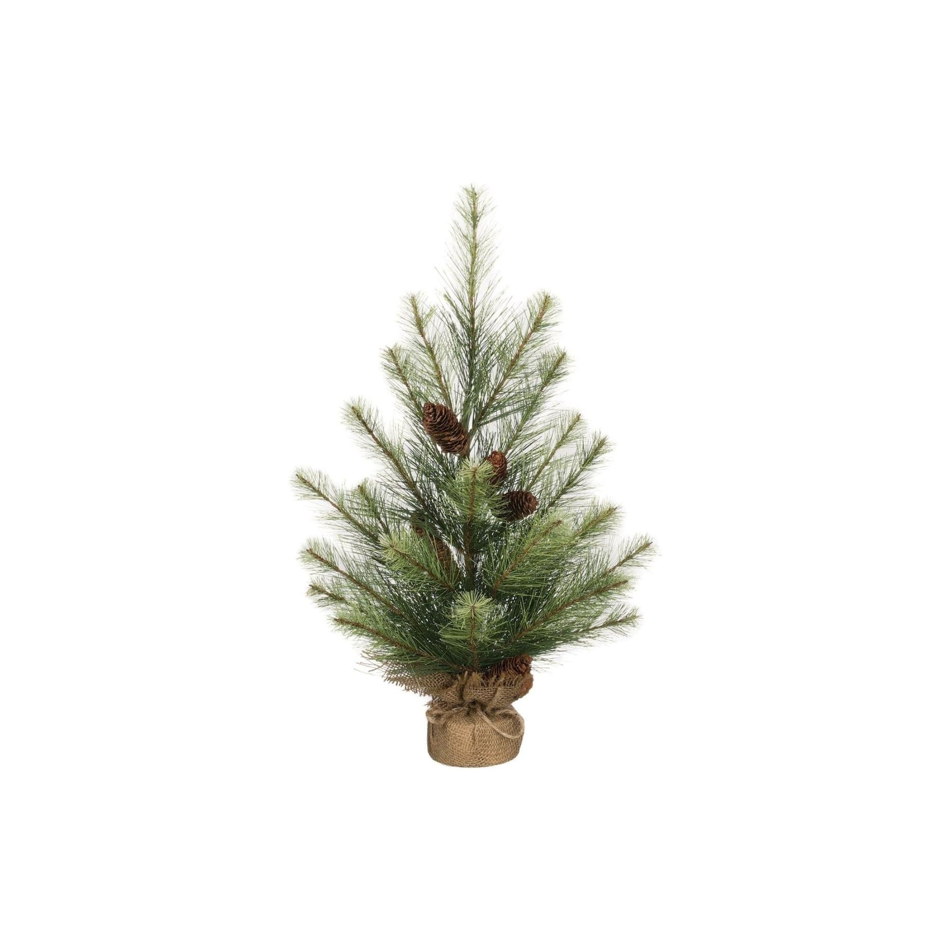 Black Hills Pine Tree (dis)