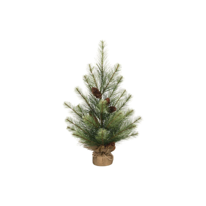 Black Hills Pine Tree (dis)