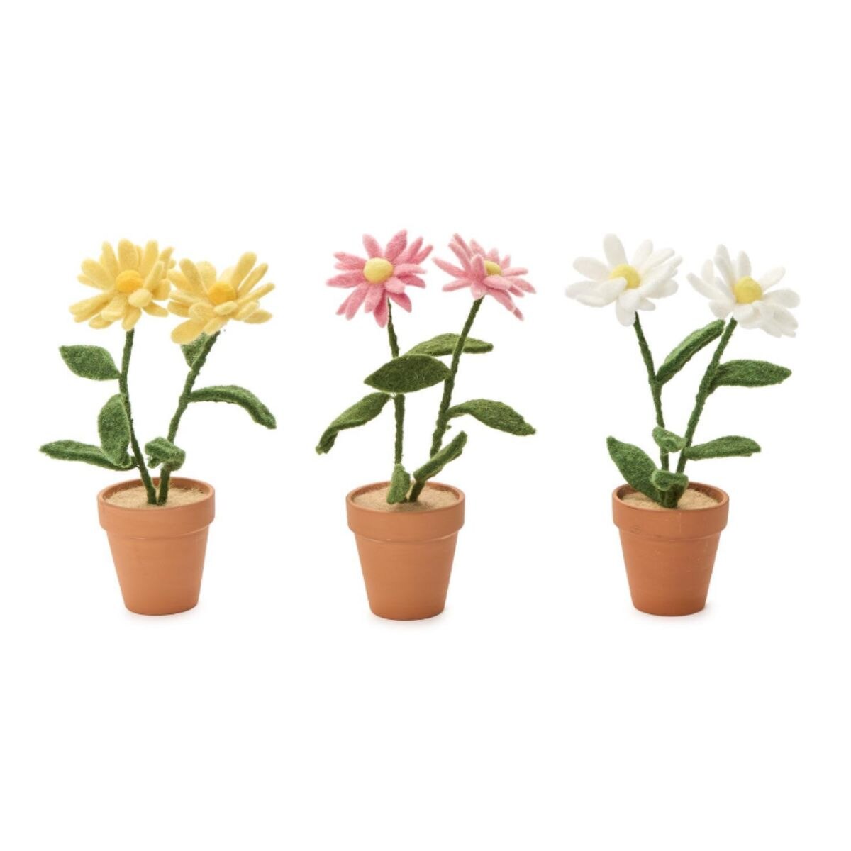 potted daisy plant Blooming Beauties Potted Daisy