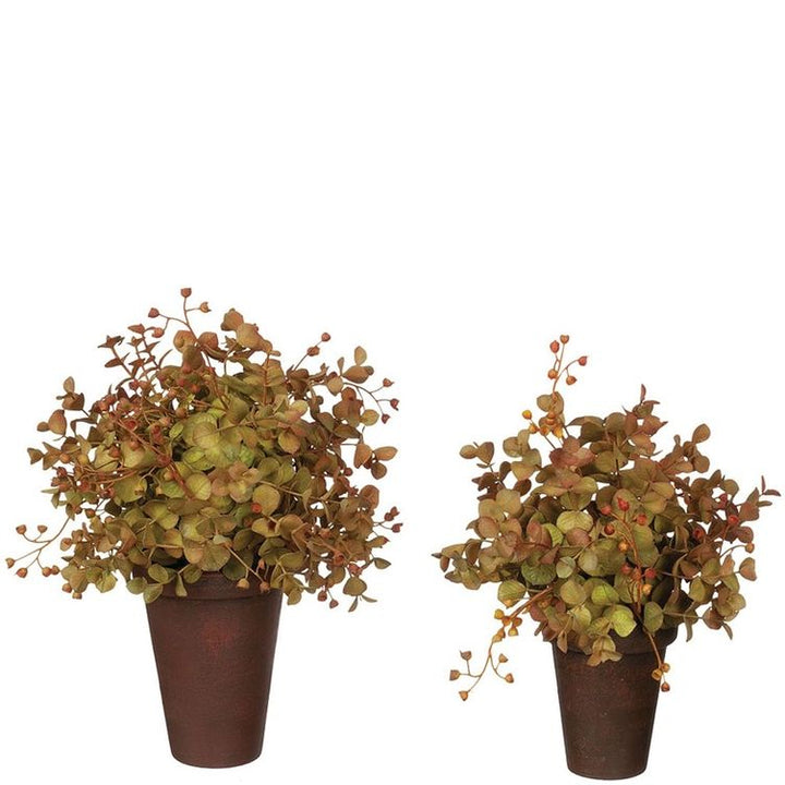 Potted Eucalyptus