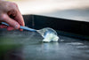 Griddle Seasoning & Cast Iron Conditioner