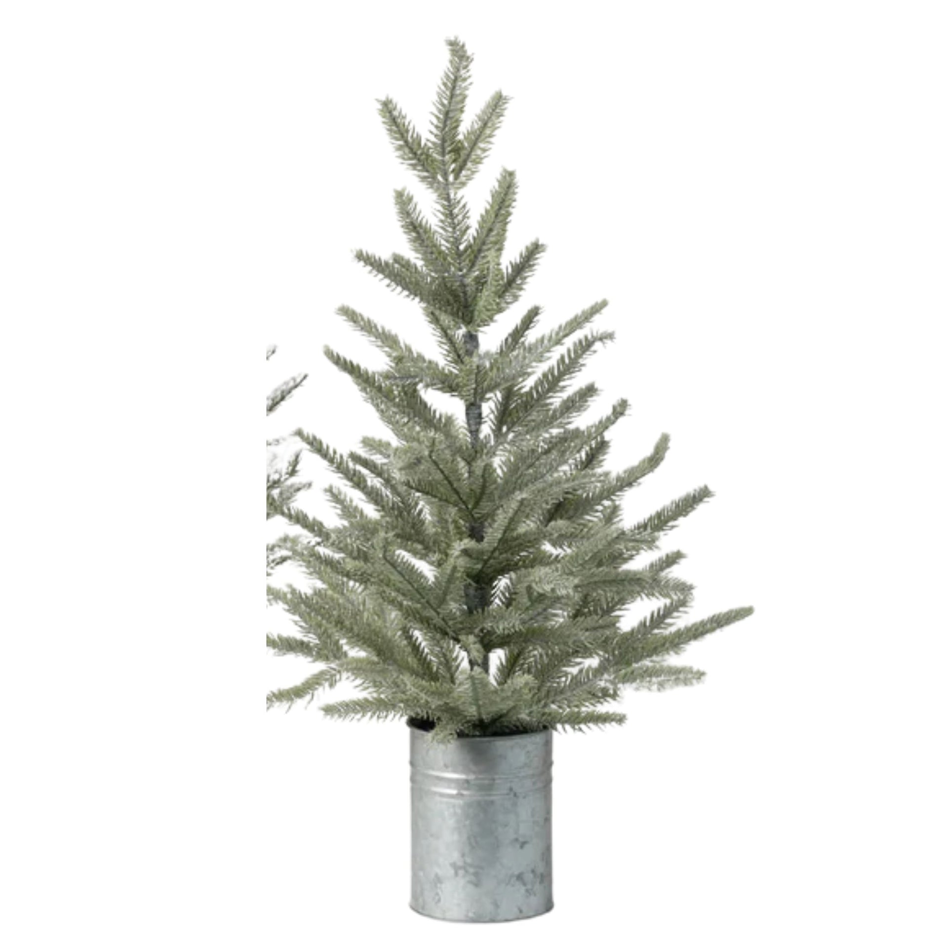 Pine Tree in Can Medium (dis)