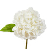 White flower with a green leaf on a white background