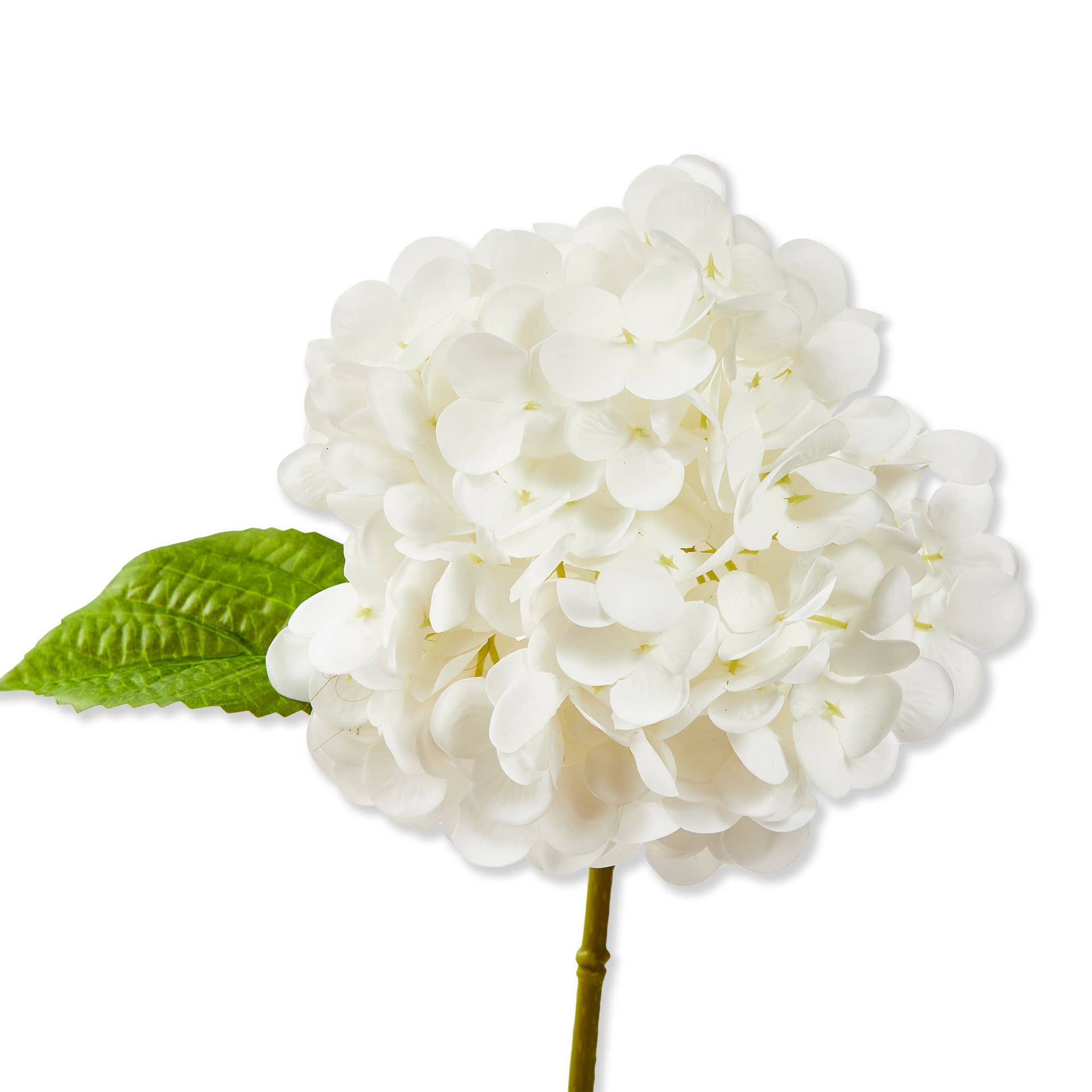 White flower with a green leaf on a white background