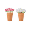 Two terracotta pots with floral toothpicks on a white background