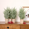 Potted Icy Pine Tree