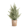 Potted Icy Pine Tree