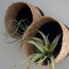 Aldis Black & Cattail Storage Basket