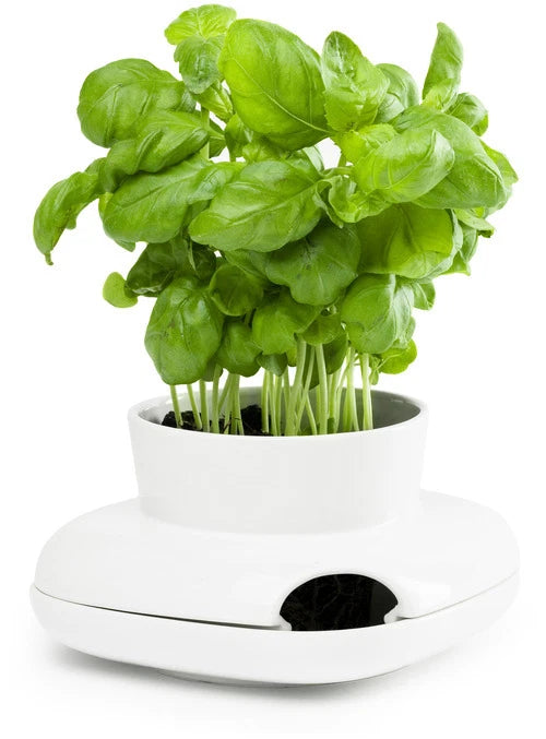 Herb Pot Small