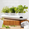 Herb Pot Large