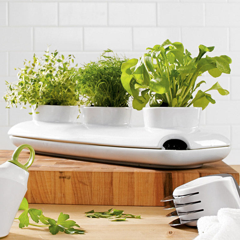 Herb Pot Large