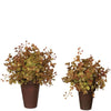 Potted Eucalyptus